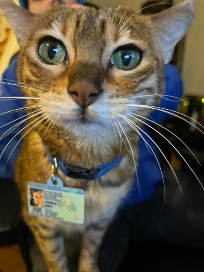 Ontario Pet ID Tags - Image 2